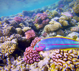 Schnorcheln Makadi Bay