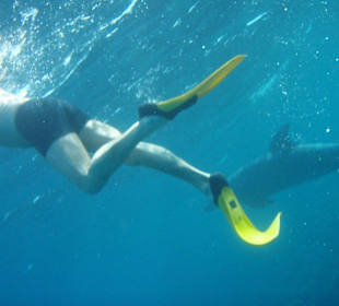Schnorcheln mit Delfinen