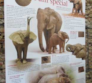 Im Addo Elefantenpark