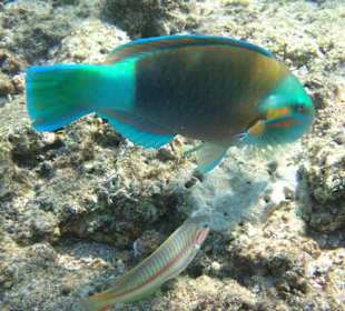 Papageifisch