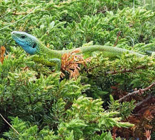 Tierwelt Biokovo