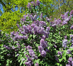 Rundgang durch den Rhododendronpark Verden