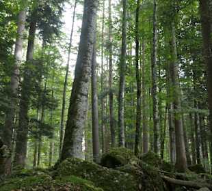 Märchenwald bei Ruhpolding