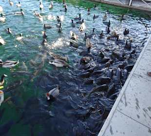 Verfressene Fische