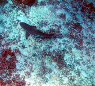 Schwarzspitzen Riffhai