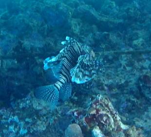 Schnorcheln Marsa Alam