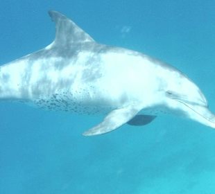 Delfine