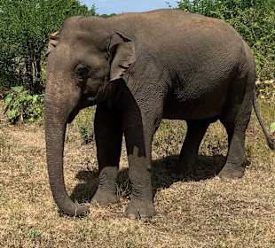 Bentota Fluss- und Mangroven Tour
