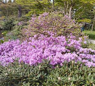 Botanischer Garten München