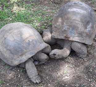 Loveturtles