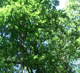 Waldinformationssystem „Lebendiger Wald“