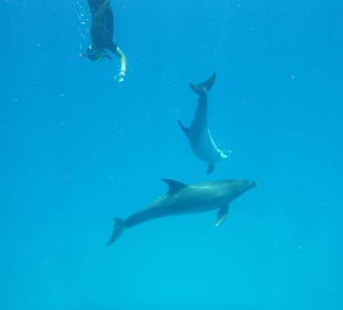 Mit Delfinen schwimmen
