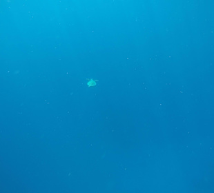 Andaman Snorkel Discovery