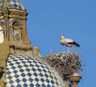 Er hat den schönsten Platz in Carmona
