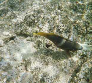 Unterwasserwelt am großen Hausriff vom Hotel Club Azur