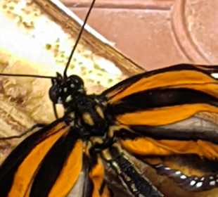 Schmetterlings- und Reptilienhaus Jonsdorf