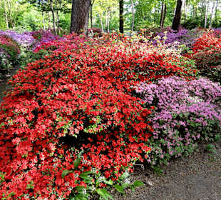 Spaziergang durch den Rhododendronpark im Mai