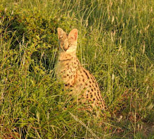 Serval - eine seltene Schönheit