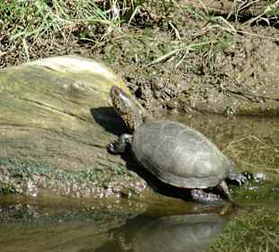 Schildkröte im Ropotamo