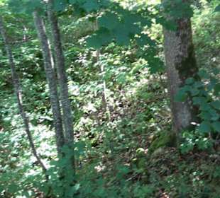 Burgruine Blankenstein