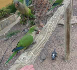 Stadtrundgang Jandia / Playa de Jandia