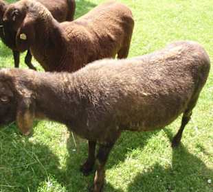 Остров Майнау