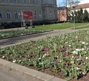 Staatliches Naturkunde Museum
