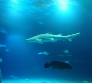 Aquarium / Oceanongrafic