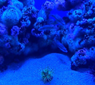 Palma Aquarium