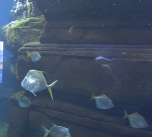 Aquarium