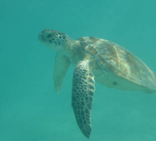 Turtle in der Lagune