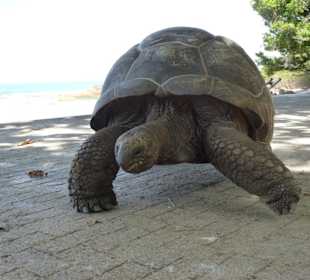 Schildkröte bei Chez Jule