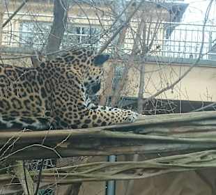 Zoo