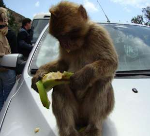 Die Bergaffen von Gibraltar