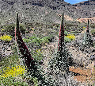 Wandern Teneriffa Kreaktiv Costa Adeje