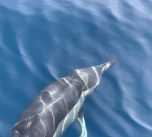 Delphin Tour 