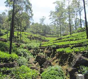 Teeplantage