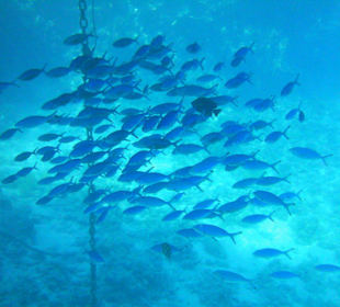 Unterwasserwelt Hotel Sharm Plaza