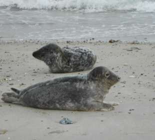 Seehunde auf der Düne
