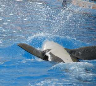 Orca Ocean Show