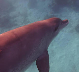 Einmalie Erlebnisse mit Mo´s Delfinen