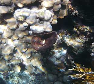 Korallengarten nahe Gorgionia Beach 