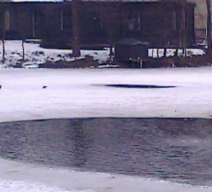 Łazienki wczesną wiosną.