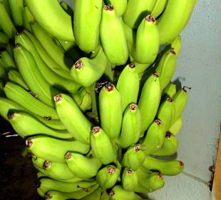 Hängende Staude vor der Konfektionierung