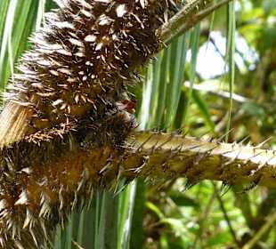 Im Sinharaja Rainforest