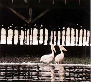 Bird Island
