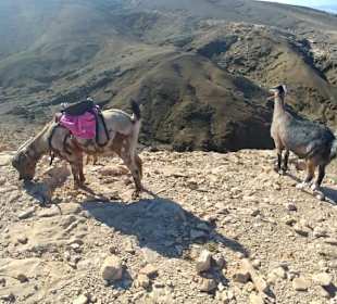 Ziegentrekking mit Fuerte-Authentic-Tours