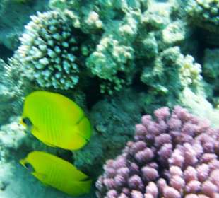 Korallenriff beim Strand