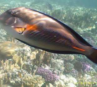 Schnorcheln Makadi Bay