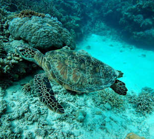 Tauchen Great Barrier Reef - 3